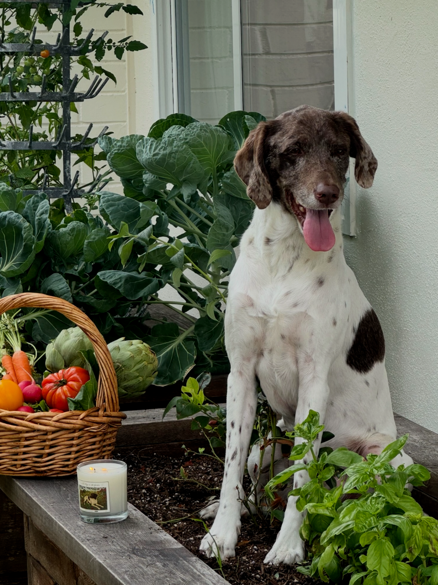 No Dogs in the Garden