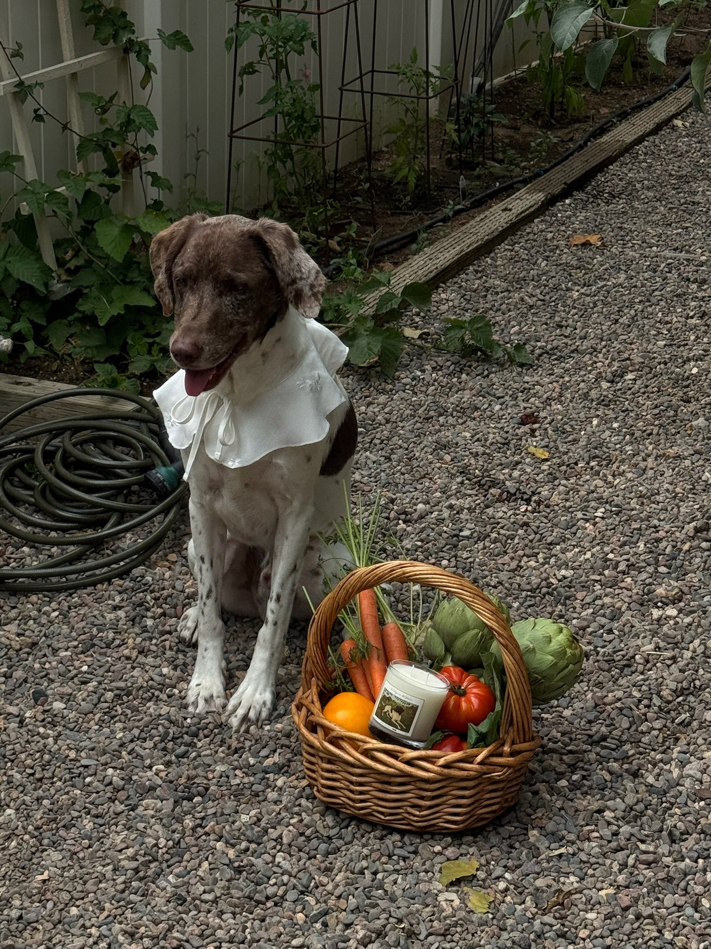 No Dogs in the Garden