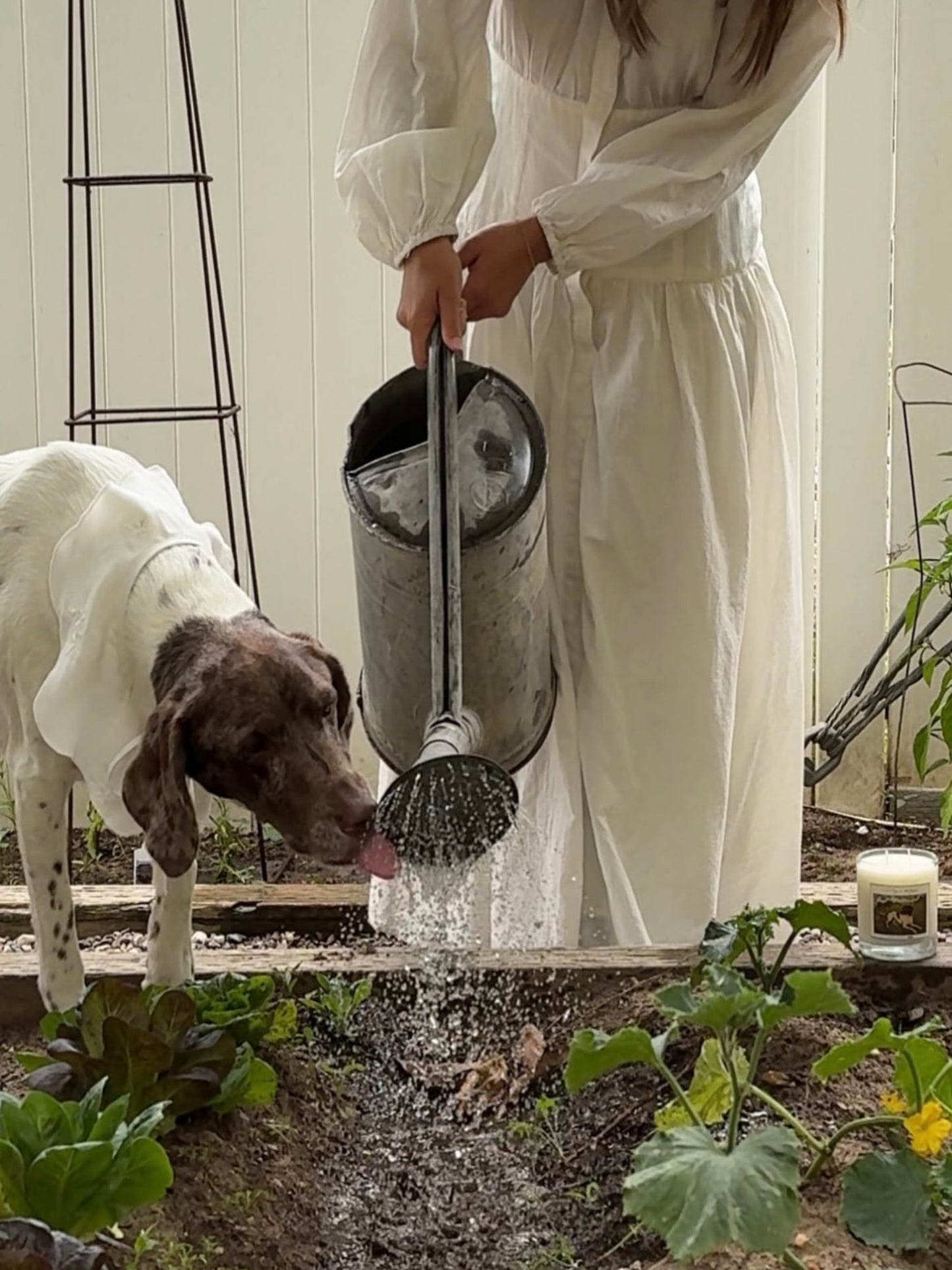 No Dogs in the Garden